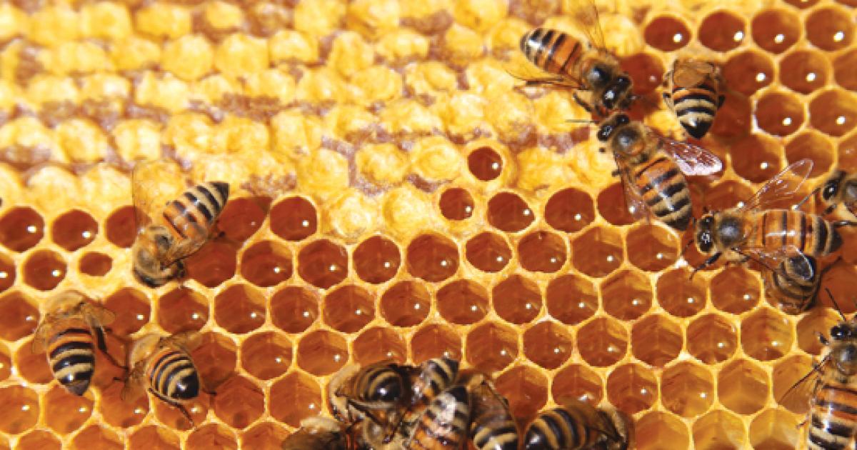 Unas abejas guardando la miel en su panal. ¿Se estarán preguntando algo sobre la estrategia de marketing que utilizarán para venderla?. No, creo que se la comerán.