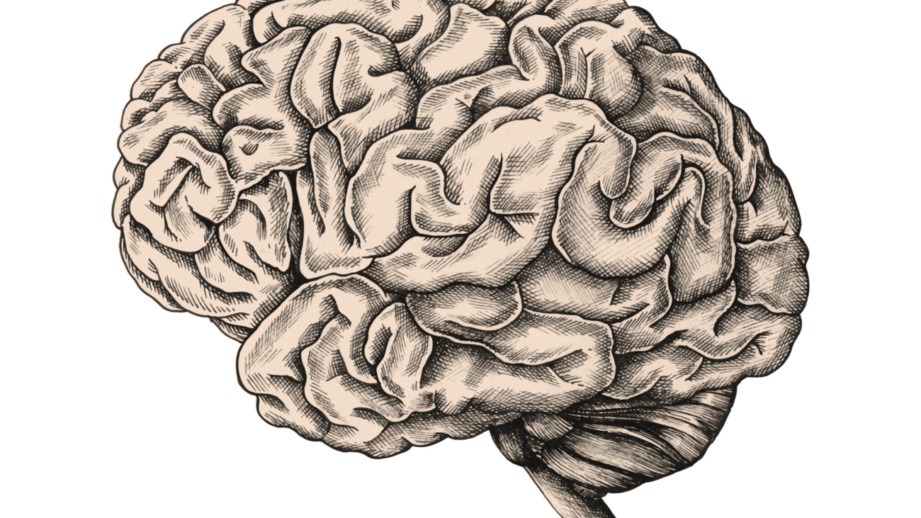 Hand drawn human brain