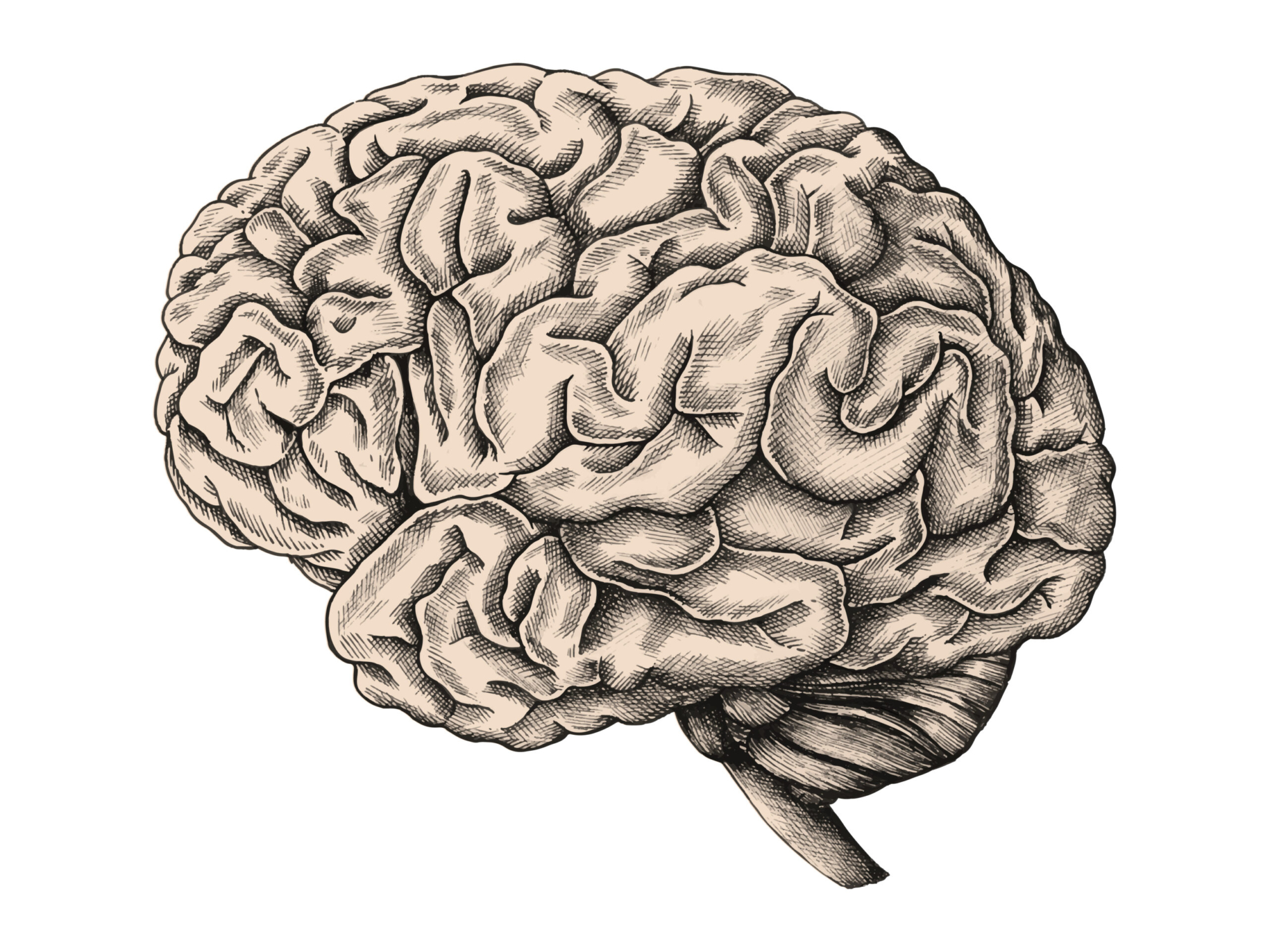 Hand drawn human brain