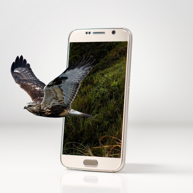 Birdwatching en España