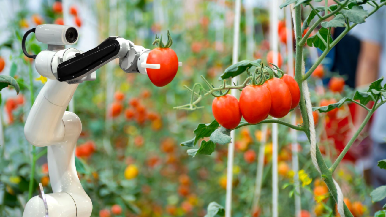 Un robot agrícola recogiendo unos tomates. Representa la modernización del sector primario y de la agricultura gracias a las nuevas tecnologías y, en concreto, gracias a los robots agrícolas.